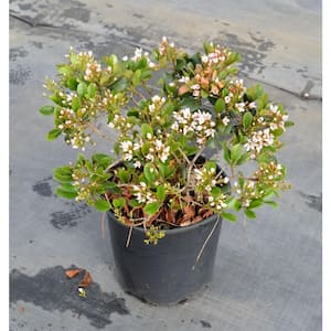 3 Gal. Eleanor Taber Indian Hawthorn Rhaphiolepis, Live Evergreen Shrub, Pink Blooms