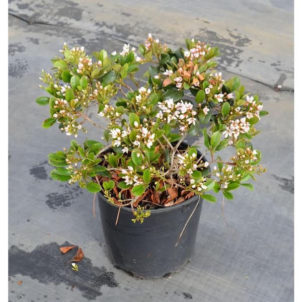 MCCORKLE 3 Gal. Eleanor Taber Indian Hawthorn Rhaphiolepis, Live Evergreen Shrub, Pink Blooms