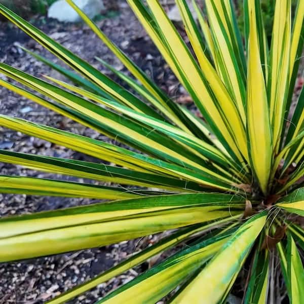 yucca-t商品② national PLANT NETWORK 3 gal. Yucca Color Guard Perennial Plant