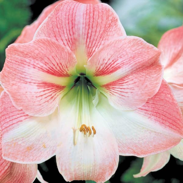 Breck's Apple Blossom Galaxy Amaryllis (Hippeastrum) Bulb (1-Pack)