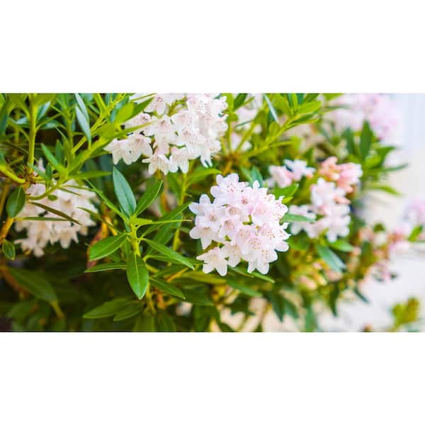 BLOOMIN' EASY 1 Gal. Bloombux Blush Rhododendron Live Shrub, Blush Pink  Flowers DGRD2662