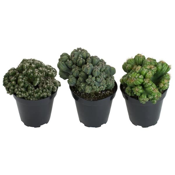ALTMAN PLANTS 3.5 in. Assorted Monster Cactus (3-Pack)