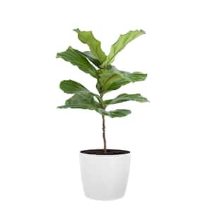 Fiddle Leaf Fig Ficus Lyrata Standard Live Indoor Outdoor Plant in 10 inch Premium Sustainable Ecopots Pure White Pot