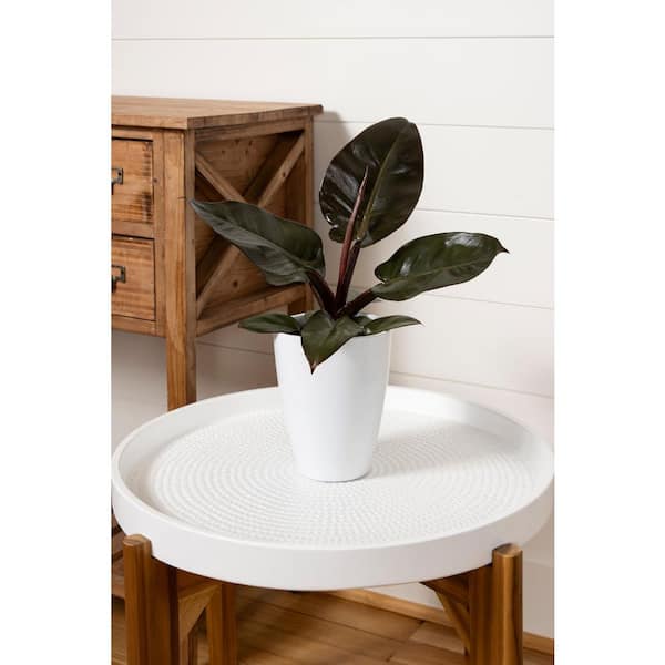 Philodendron Pop Art Plant in 5 in. White Ceramic Container