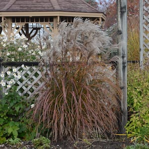 4 in. Miscanthus Oktoberfest Grass Perennial Plant with Tan Plumage (3-Pack)