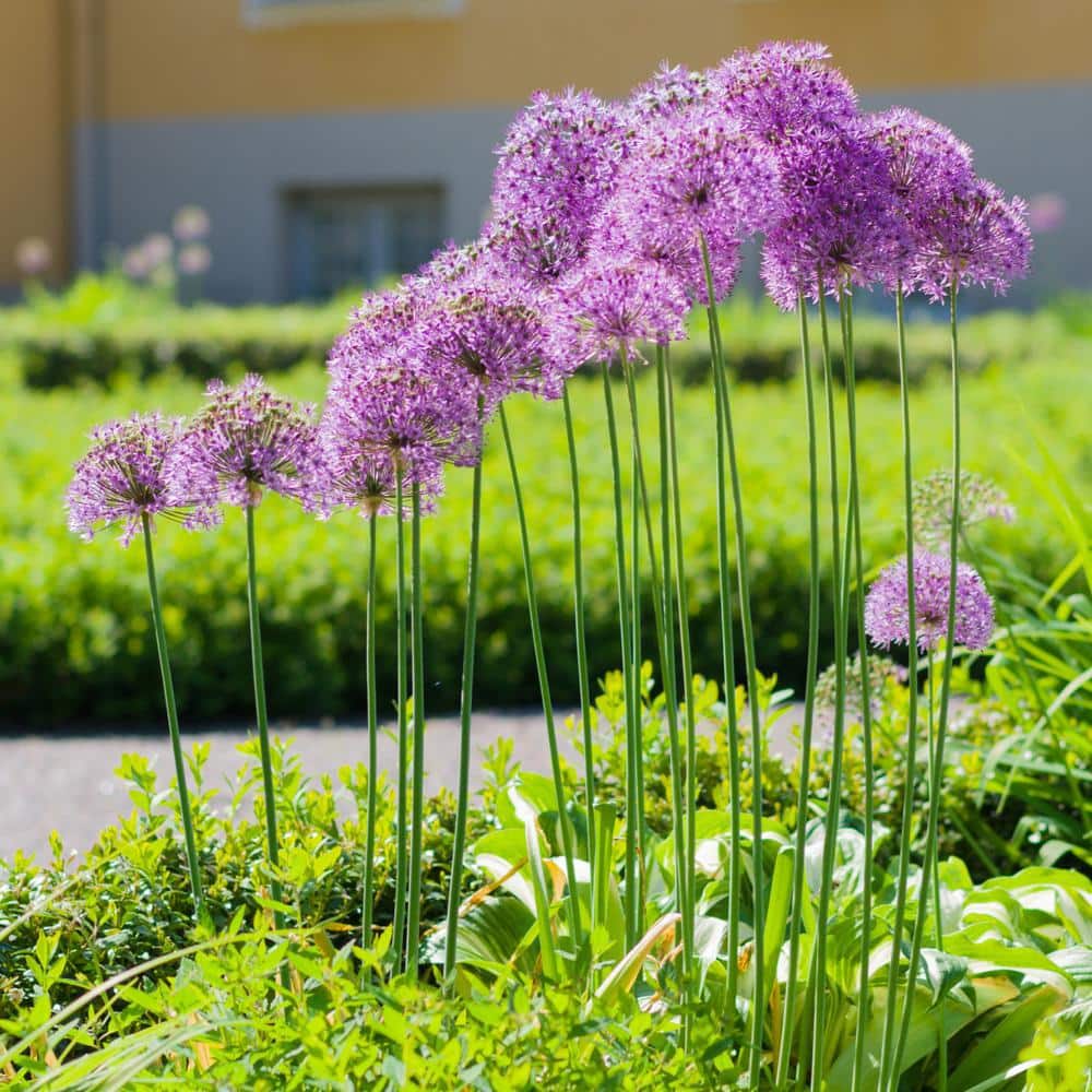 Vigoro 2.5 Qt. Purple Lily Allium Perennial Plant 69357 - The Home