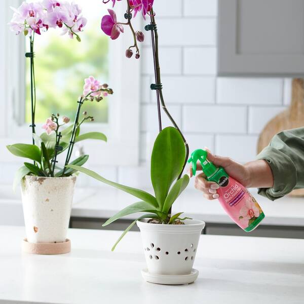 Organic Indoor Plant Food - All-Purpose Liquid Fertilizer - Best For Live Houseplants Indoors Common Home Outdoor Plants In Pots (8 Oz