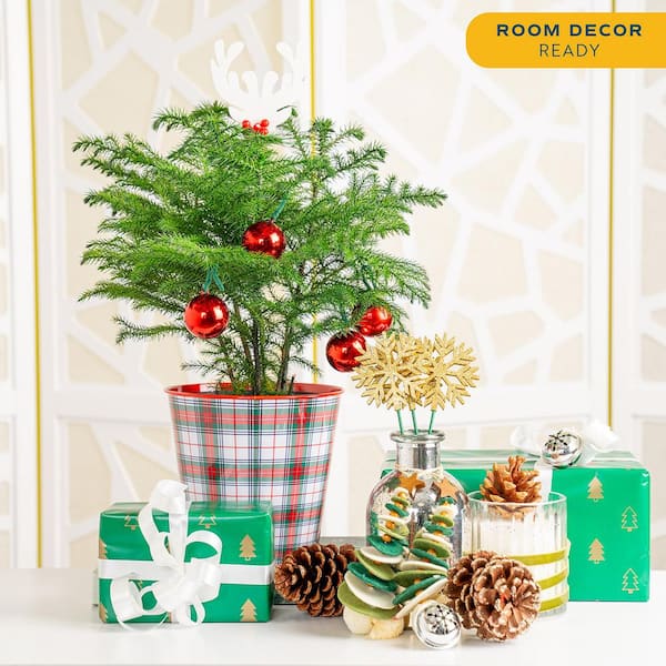 Norfolk Island Pine Indoor Plant in 6in. Holiday Tin Pot, Avg. Shipping Height 1-2ft. Tall w/ Decor Pot and Decorations