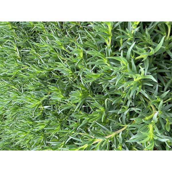 Cesicia Vassonia Spreading Plant (10-Pack)