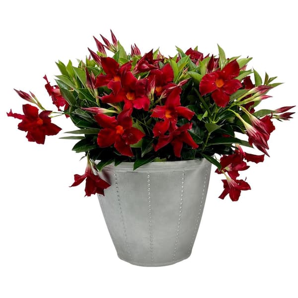 3.1 Gal. (#12) Patio Upgrade Dipladenia Flowering Annual Shrub with Red Blooms