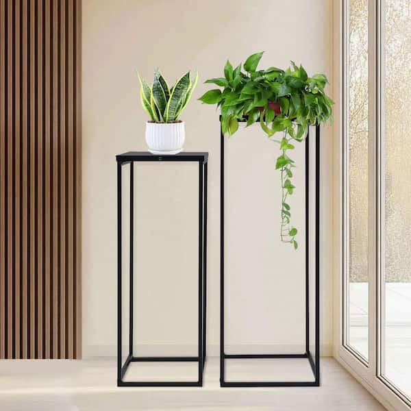 black jaguar snake plant Black GOLD SUPERBA SNAKE PLANT 6in