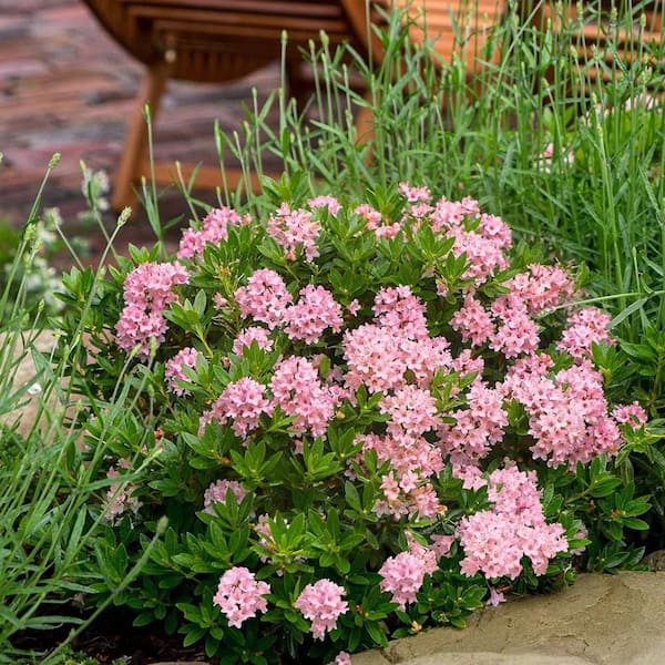 Bloomin' Easy 2 gal. Bloombux Magenta Rhododendron Live Shrub