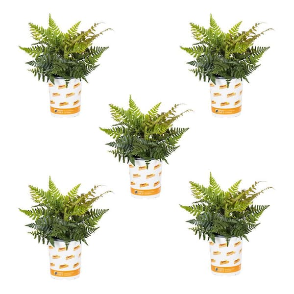 Vigoro 1.5 Pt. Fern Hardy Autumn Perennial Plant (5-Pack)