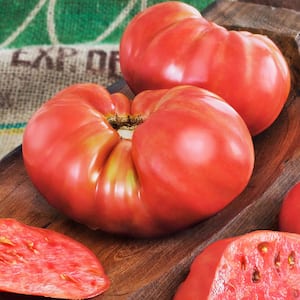 19 oz. Beefmaster Tomato Plant
