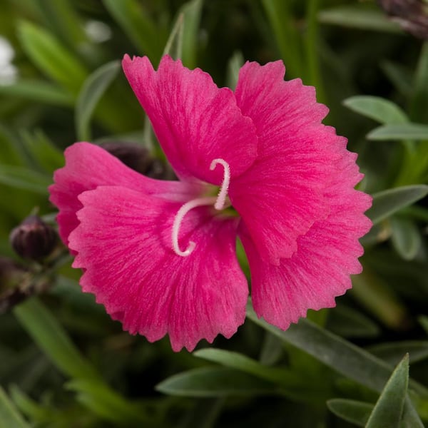 1.5 PT. Pink Dianthus Perennial Plant (5-Pack)