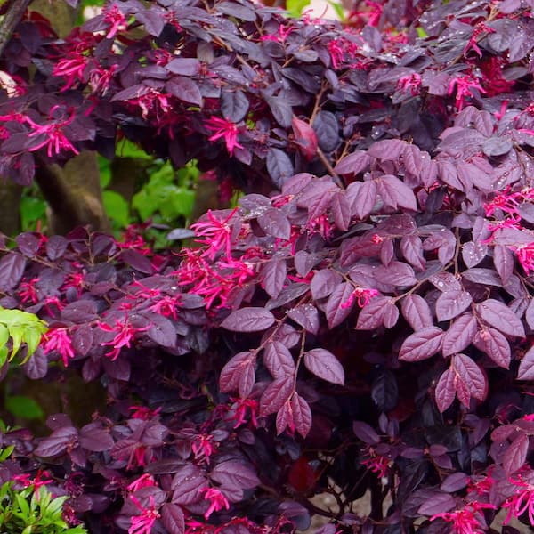 national PLANT NETWORK 2 Gal. Southern Living 'Red Diamond