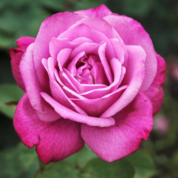 national PLANT NETWORK Bare Root Rose Paradise with Pink Flowers