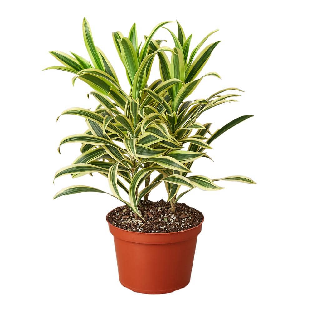 PPC INTERNATIONAL LLC Song of India (Dracaena) Plant in 6 in. Grower Pot  6_DRACAENA_SONG.OF.INDIA - The Home Depot