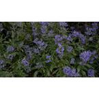 PROVEN WINNERS 1 Gal. Beyond Midnight Bluebeard (Caryopteris) Live ...