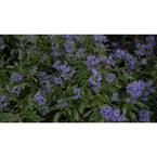 4.5 in. Qt. Beyond Midnight Bluebeard (Caryopteris) Live Shrub, Blue Flowers and Glossy Green Foliage