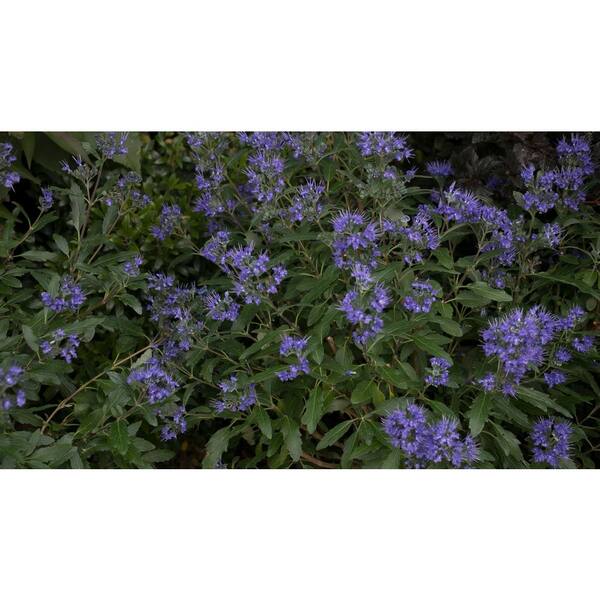 PROVEN WINNERS 4.5 in. Qt. Beyond Midnight Bluebeard (Caryopteris) Live Shrub, Blue Flowers and Glossy Green Foliage