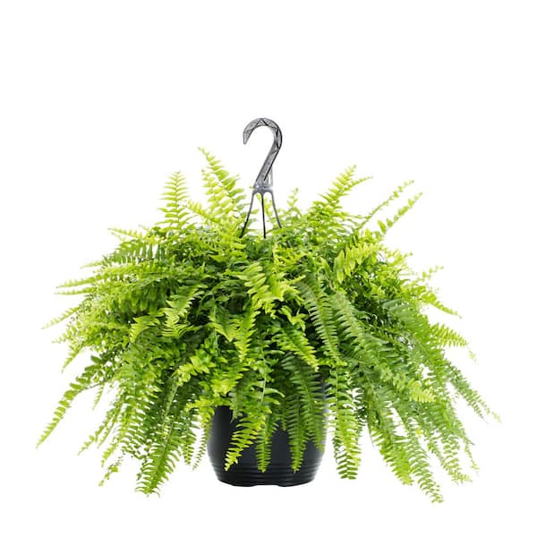 1.5 Gal Boston Fern Plant in Hanging Basket