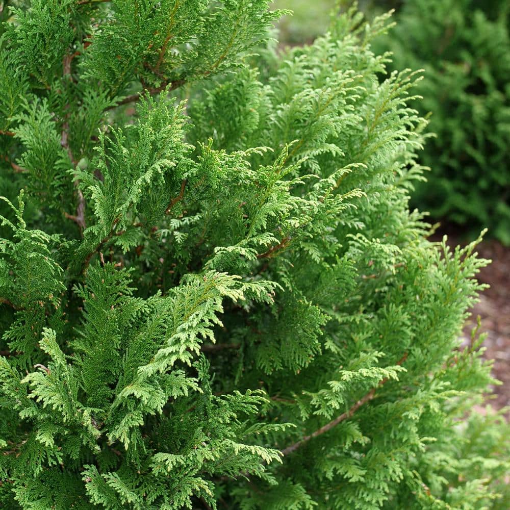Cedar Rapids Evergreen Cypress Shrub in 2-Gallon Container