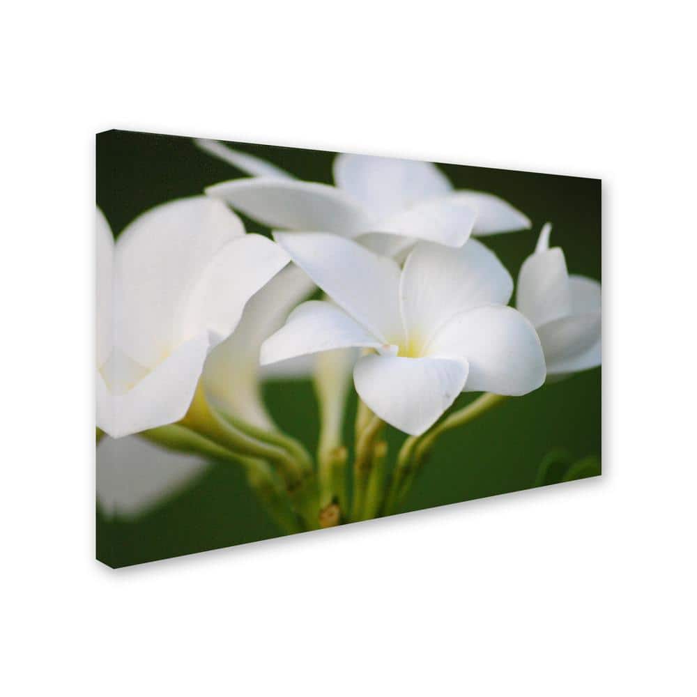 Large White Flower Canvas Art on Green Background