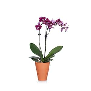 Rustic 3 in. Orchid in Terra Cotta Pot
