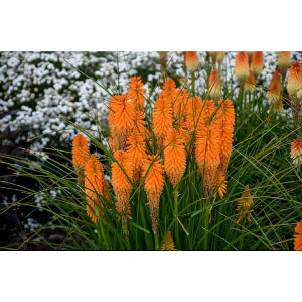 PROVEN WINNERS 1 Gal. Red Hot Poker Pyromania Backdraft Plant with