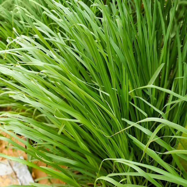 2.5 Qt. Lemon Grass Plant