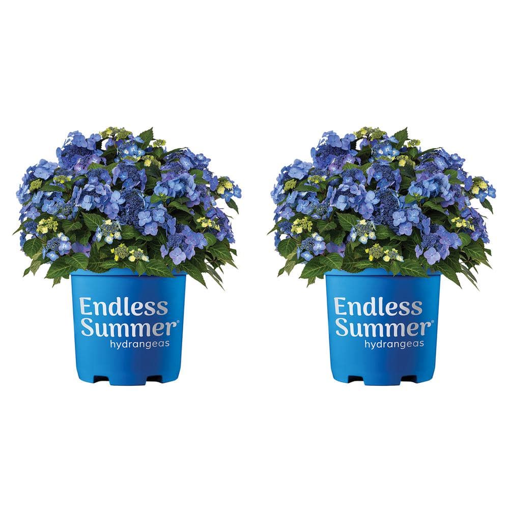 1.0 gal. Pop Star Hydrangea Perennial Plant with Pink or Blue Flowers (2-Pa