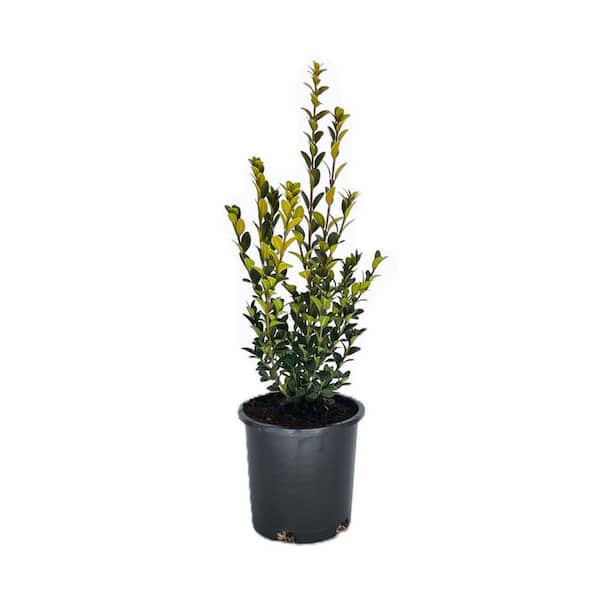2.5 qt. Green Mountain Boxwood (Buxus x 'Green Mountain