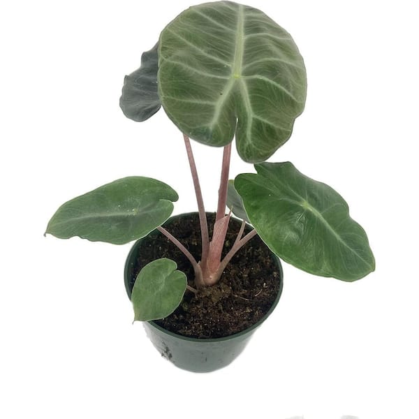 Wekiva Foliage Alocasia Pink Dragon-Live Plant in a 4 in. Pot-Alocasia 'Pink Dragon'-Easy to Grow Air Purifying Indoor Plant