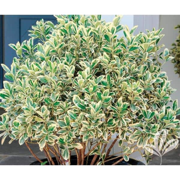 1 Gal. Silver King Euonymus Shrub Evergreen Leaves with Silvery White Edges