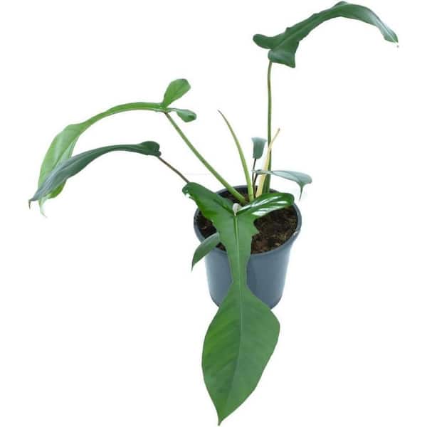 Wekiva Foliage Joepii Philodendron and Soil Mix Combo-Live Plant in a 4 in. Pot with 1-Quart HousePlant Soil Mix