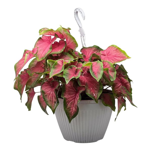 Vigoro 1.8 Gal. Caladium Strap Leaf Sweetheart in 11 in. Hanging Basket