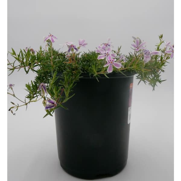 BELL NURSERY 2.5 qt. Pink Bi-color Creeping Phlox Live Flowering Perennial Plant (3-Pack)