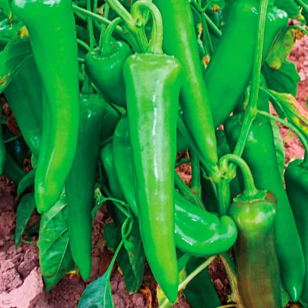 Gurney's Sweet Pepper Yum Yums Hybrid Mixed Mini Bells Seed (15-Pack)