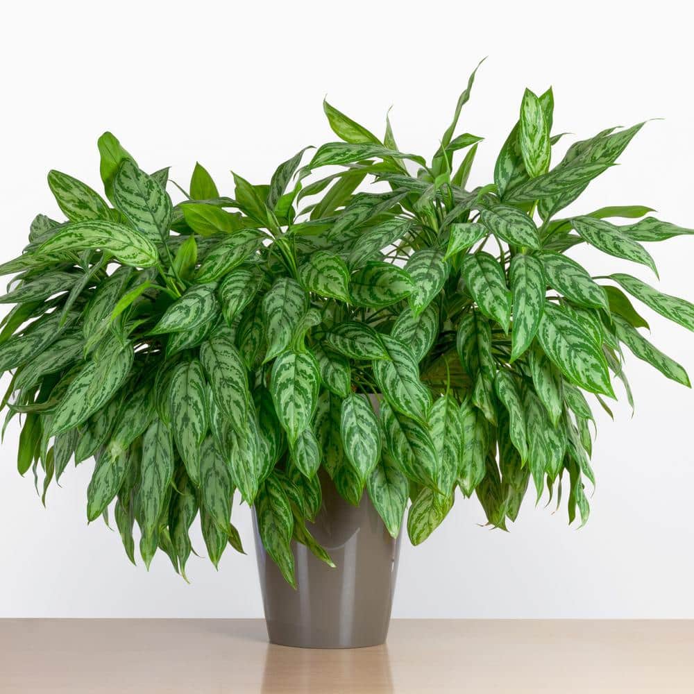 Aglaonema Maria 24" Black Plastic Indoor/Outdoor Plant