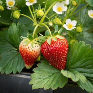 Tristar Everbearing Strawberry Bare Roots, Non-GMO (Bag of 10)