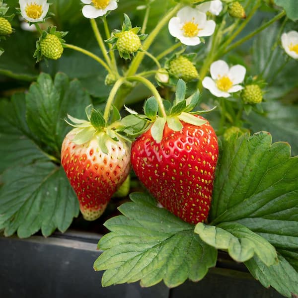Garden State Bulb Tristar Everbearing Strawberry Bare Root Crowns, Non-GMO (Bag of 20)