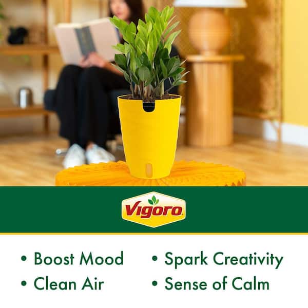 6 in. Peace Lily (1-2 ft. Tall) and ZZ Plant (10 in. Tall) with