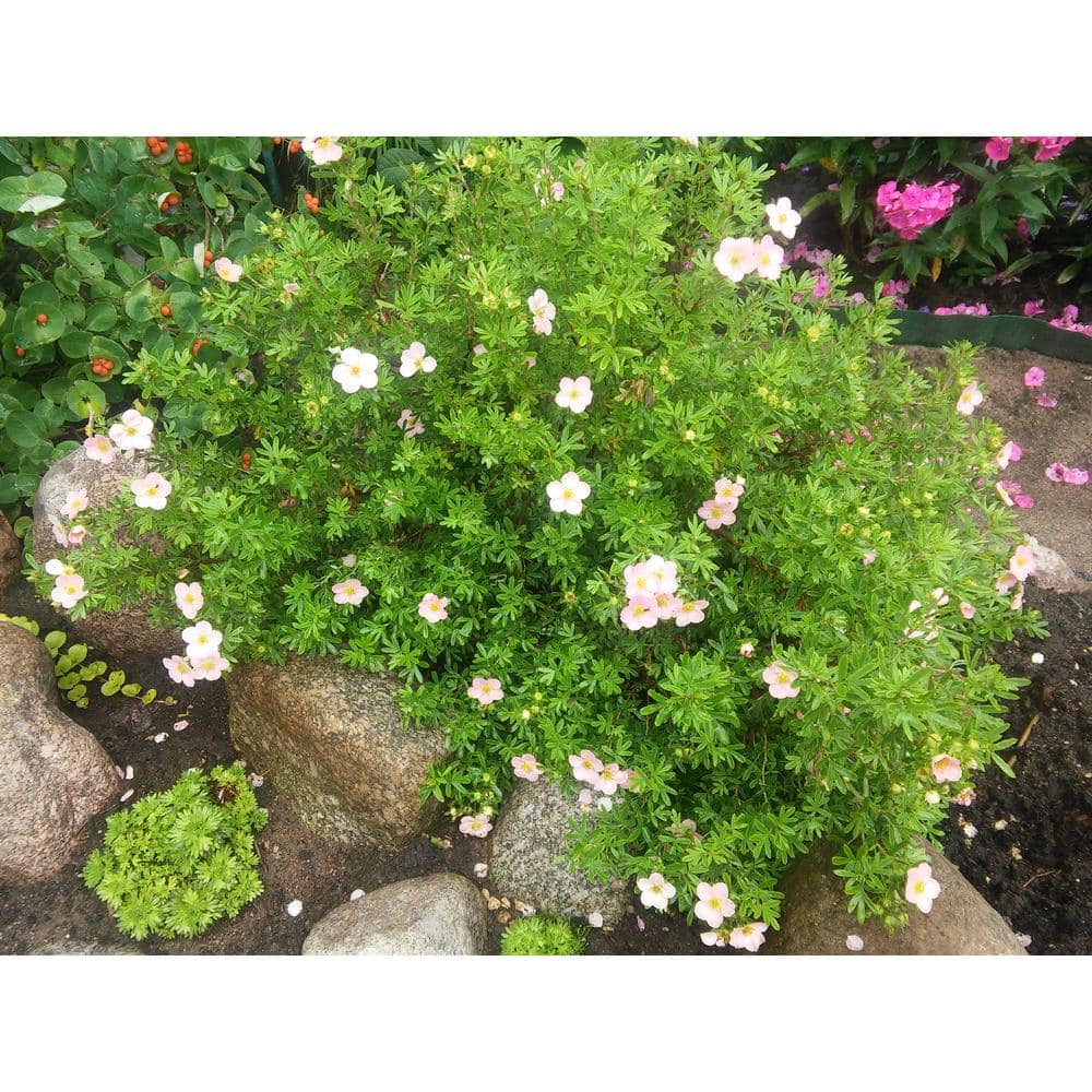 1 Gal. Pink Beauty Potentilla Shrub Numerous Rose Pink Flowers Add a Simple and Beautiful Depth to Landscapes price history on PriceWatchPro