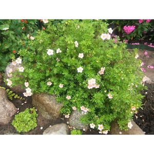 1 Gal. Pink Beauty Potentilla Shrub Numerous Rose Pink Flowers Add a Simple and Beautiful Depth to Landscapes