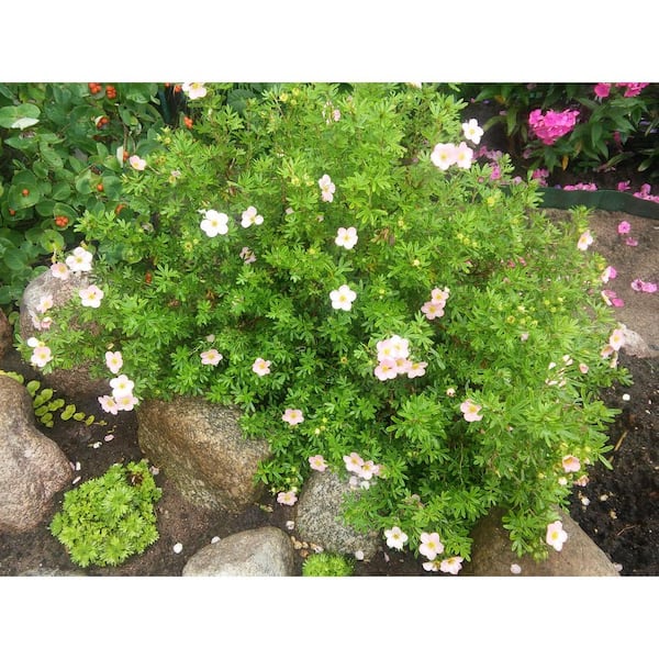 Online Orchards 1 Gal. Pink Beauty Potentilla Shrub Numerous Rose Pink Flowers Add a Simple and Beautiful Depth to Landscapes