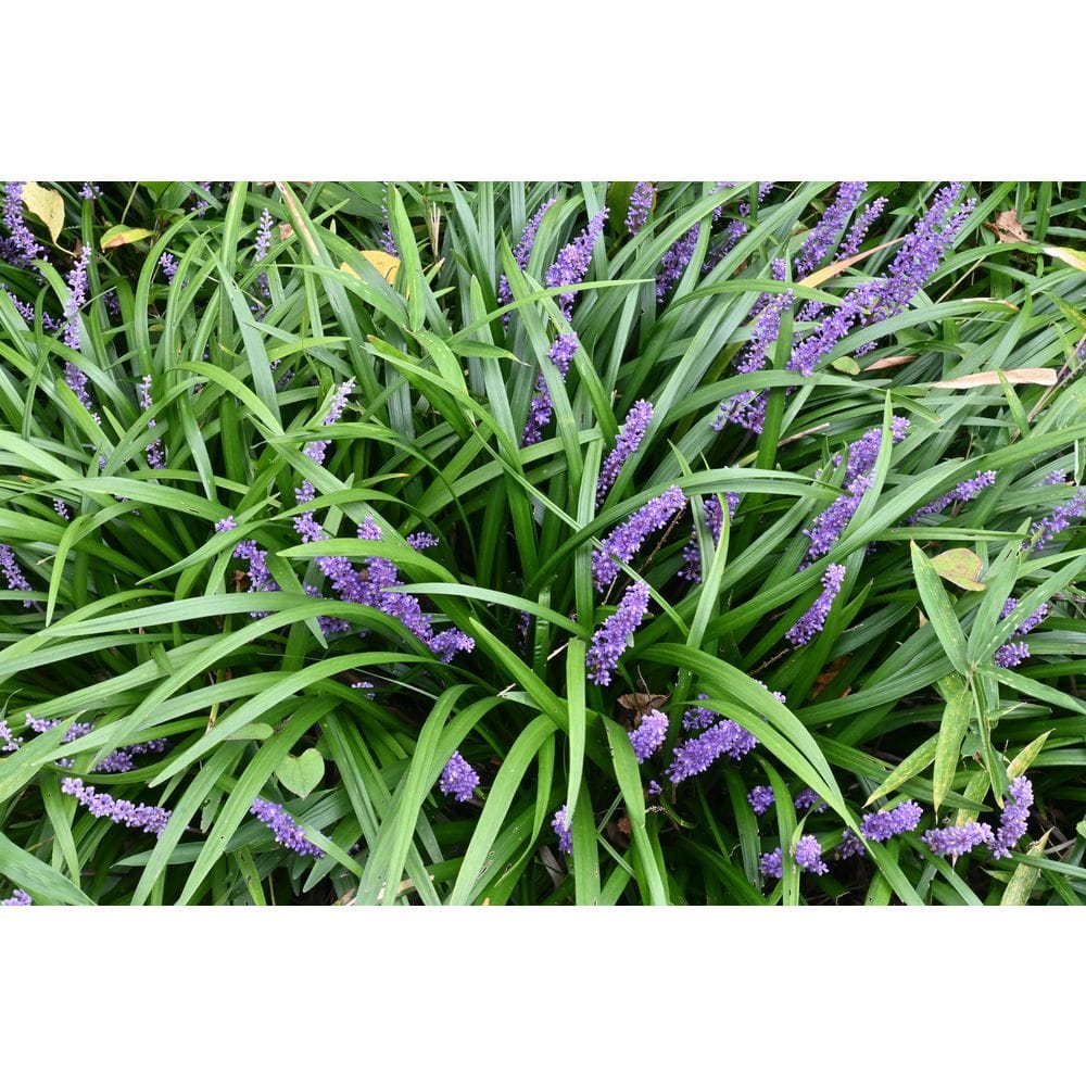 Online Orchards 1 gal. Big Blue Liriope Monkey Grass – Evergreen Border ...