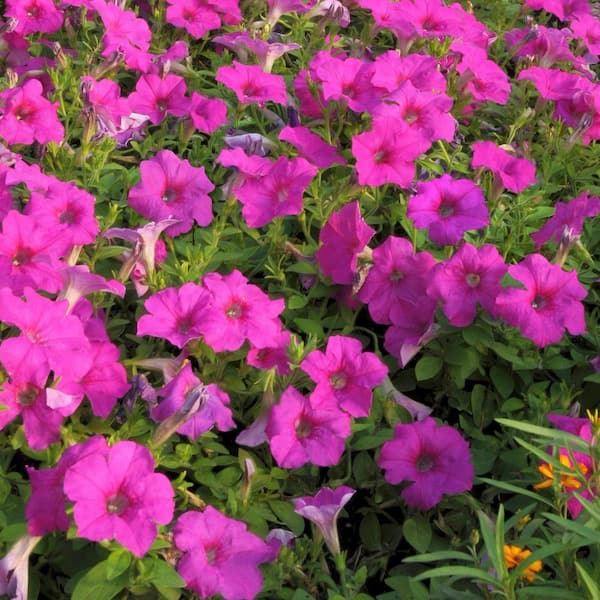 EASY WAVE 2.5 in. Neon Rose Easy Wave Petunia Annual Plant with