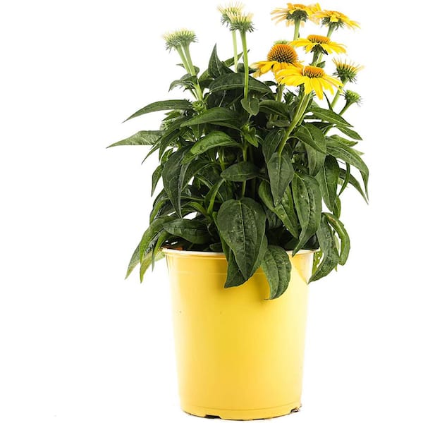 2 Gal. Yellow Echinacea Coneflower Plant 748179052276 The Home Depot
