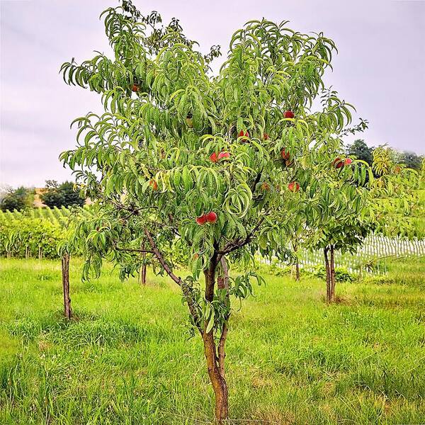 ジャイアントピーチ 7 gal. Goldprince Peach Fruit Tree PCHPRN07G - The Home Depot